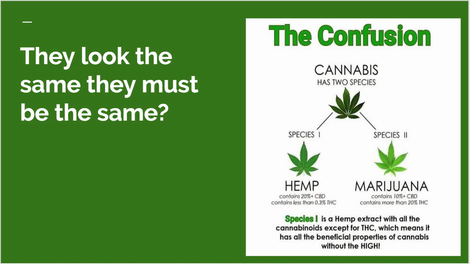 An Introduction to Cannabis Stocks